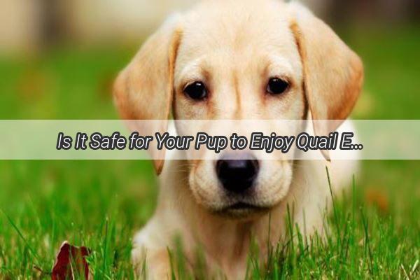 Is It Safe for Your Pup to Enjoy Quail Eggs During Postpartum Recovery Find Out Now